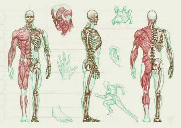 «артекса виртуальная анатомия 4.0» виртуальный атлас анатомии человека в 3d!