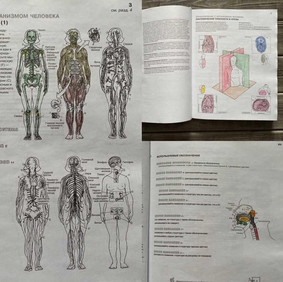 11 приложений по анатомии человека для студентов и школьников