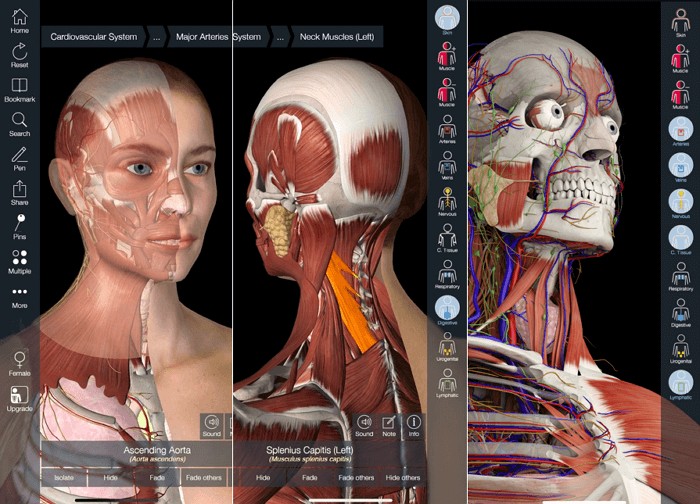 BioDigital Human - это настоящий анатомический атлас в 3D-формате, который можно просматривать прямо в окне браузера, однако трёхмерное представление — не единственное его достоинство