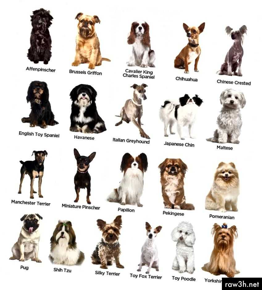 Как узнать что за порода собаки по картинке — сайт эксперта по животным — howmeow
