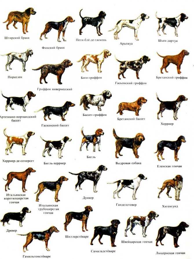 Определяем породу собаки по фото