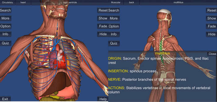 «артекса виртуальная анатомия 4.0» виртуальный атлас анатомии человека в 3d!