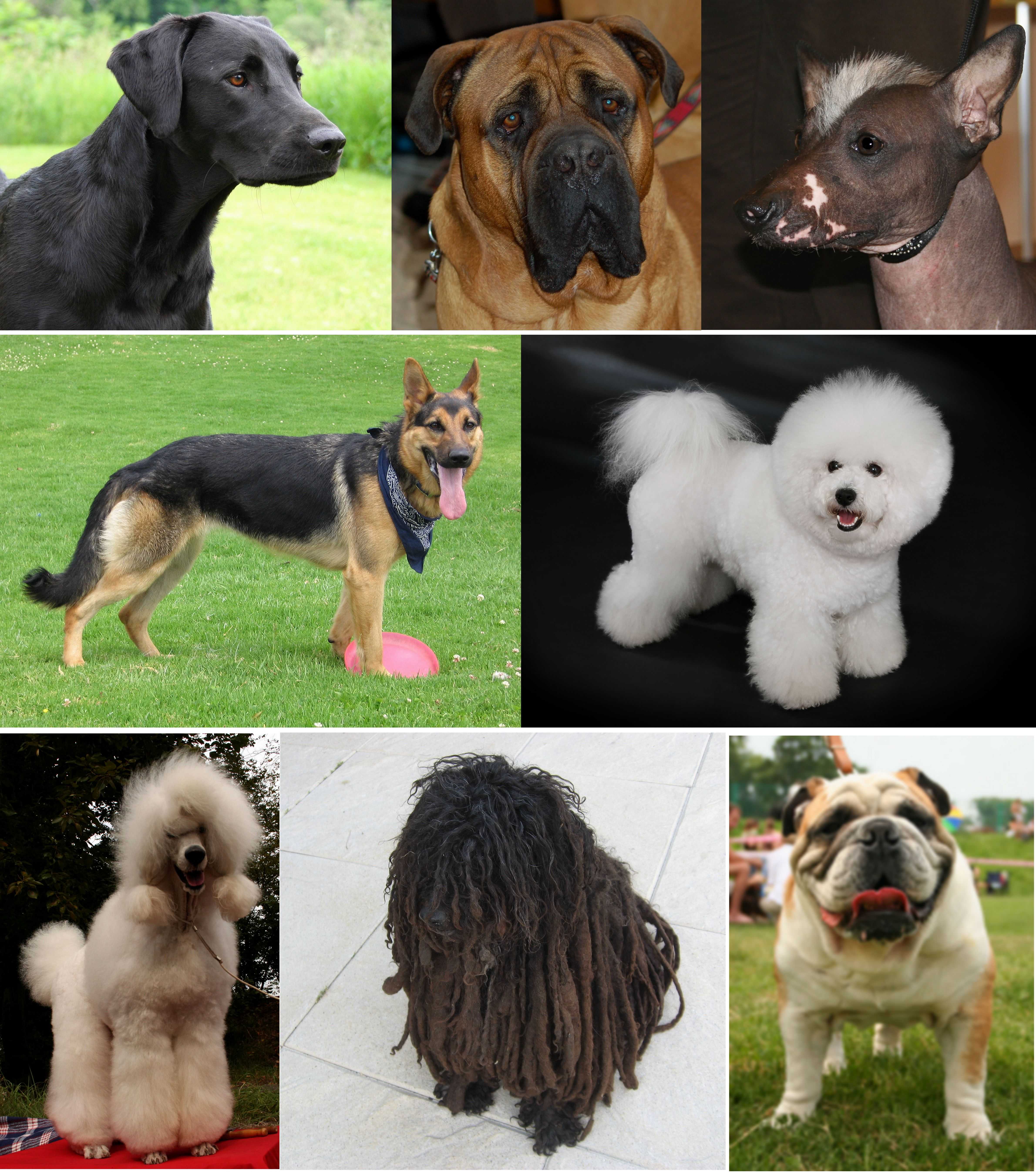 Определить породу собаки по фото онлайн